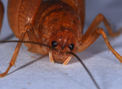 Pristoceuthophilus pacificus