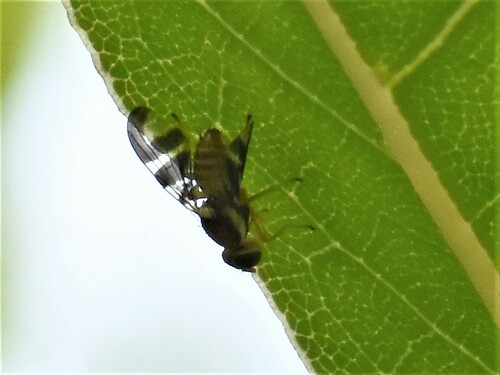 Walnut Husk Fly, Groesbeek, Nederland, photo 10 of 10
