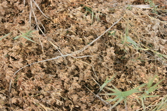 Frankenia salina