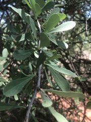 Gymnosporia glaucophylla