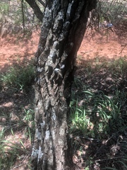 Gymnosporia glaucophylla