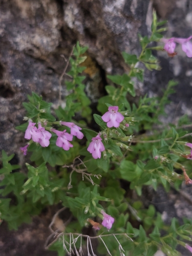 Image of Micromeria croatica by (c) Miha Jurić, some rights reserved (CC BY)