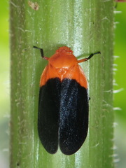 Sphenorhina rhodopepla