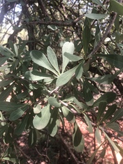 Gymnosporia glaucophylla