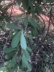 Gymnosporia glaucophylla