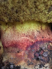 Butyriboletus querciregius