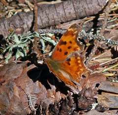 Polygonia oreas