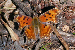 Polygonia oreas