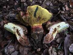 Butyriboletus querciregius