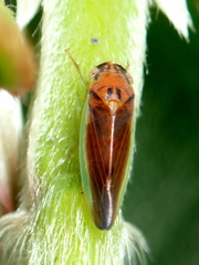 Marganalana