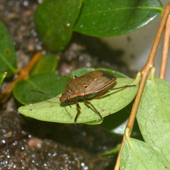 Marmessulus brasilianus