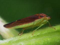 Marganalana