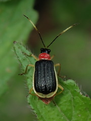 Paratriarius