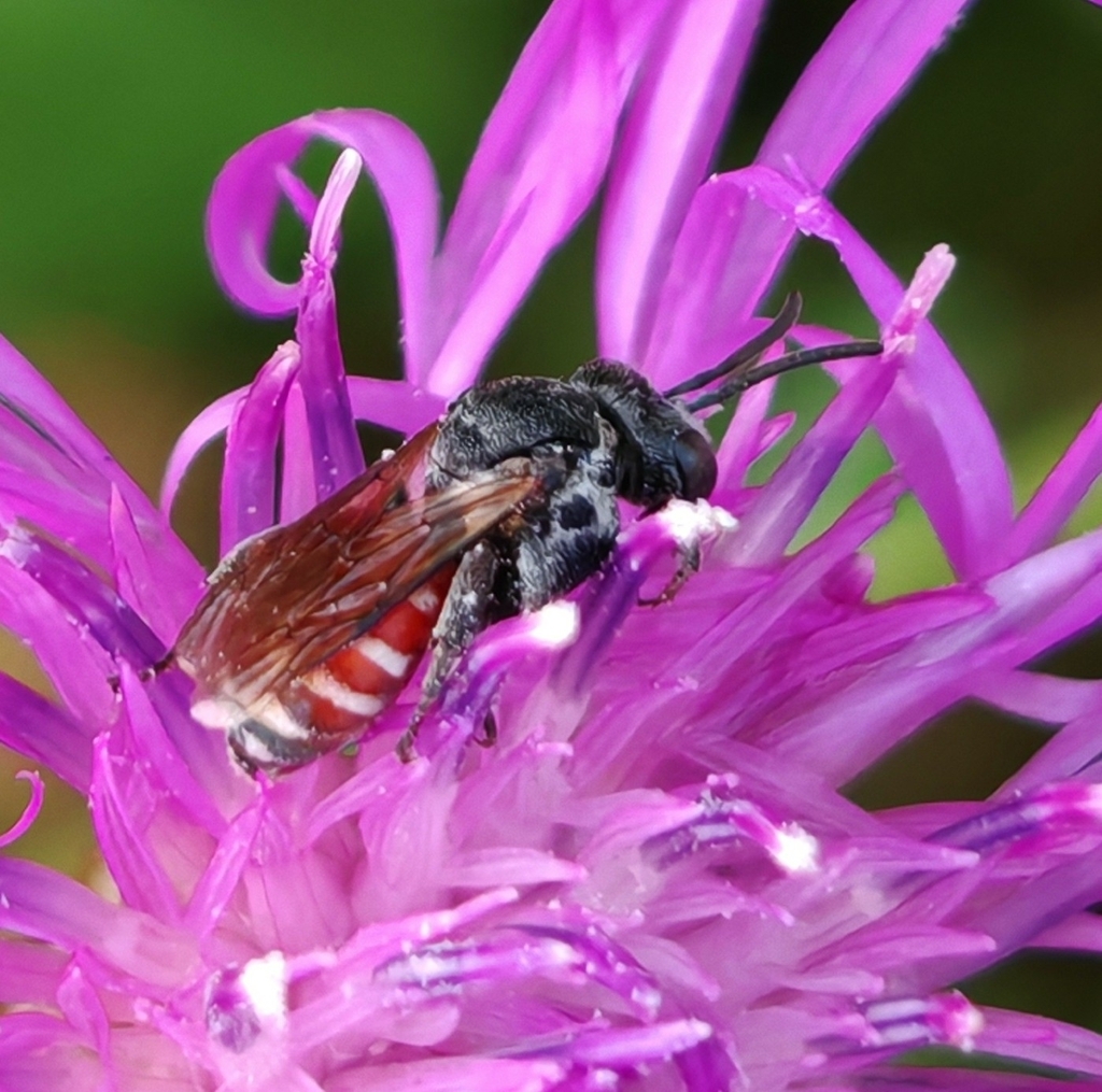 Ammobates punctatus