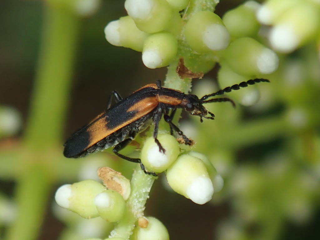 Microdaiphron implicitus