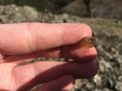 Helminthoglypta nickliniana