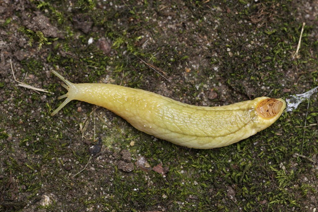 Earshell Slug