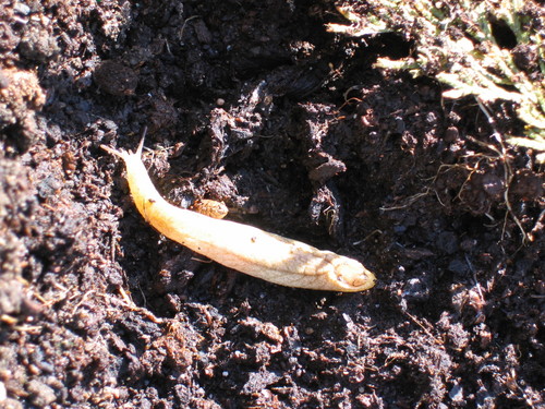 Earshell Slug