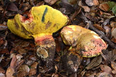 Butyriboletus querciregius