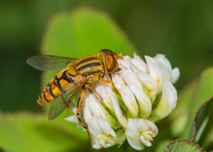 Parhelophilus
