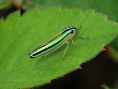 Sibovia taeniatifrons