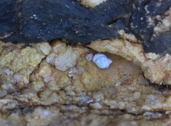 Melarhaphe neritoides