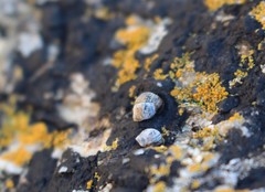 Melarhaphe neritoides