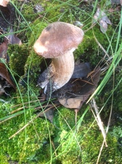 Armillaria calvescens