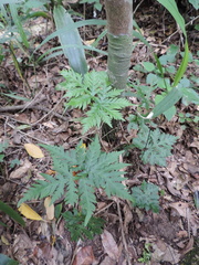 Doryopteris concolor