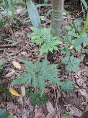 Doryopteris concolor