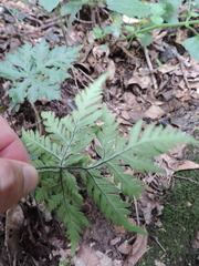 Doryopteris concolor