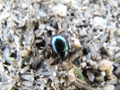 Leptinotarsa haldemani