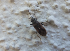 Heterogaster affinis