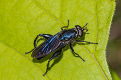 Chalcosyrphus chalybeus