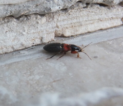 Prostemma sanguineum