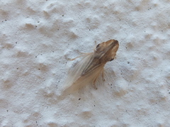 Eupelix cuspidata