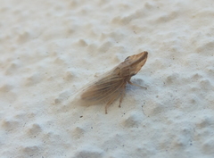 Eupelix cuspidata