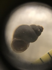 Pyrgulopsis