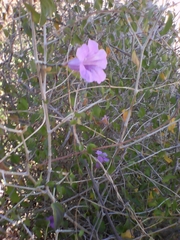 Ruellia californica