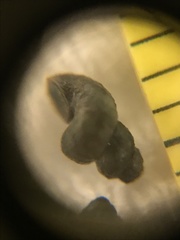 Pyrgulopsis