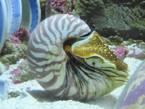 Nautilus pompilius