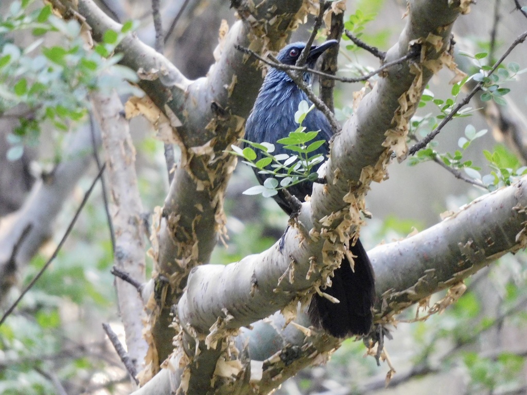 Blue Rocking Bird Blue Mockingbird from Bosque El Centinela, Zapopan, JAL, MX on July 18 ...