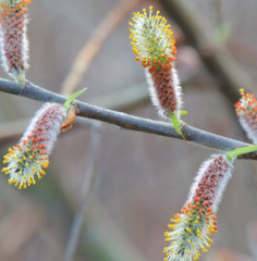 Salix sericea