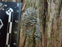 Pannaria conoplea image