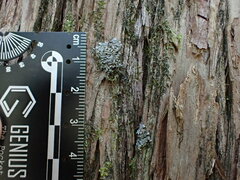 Pannaria conoplea image
