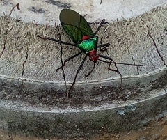 Sphictyrtus sumtuosus