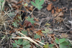 Altinote ozomene nox