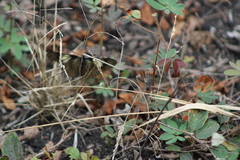 Altinote ozomene nox