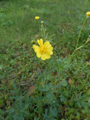 Ranunculus canus
