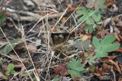 Altinote ozomene nox